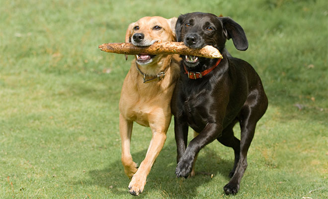 dogs-playing_aceitavel