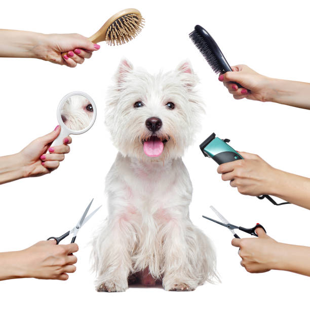 istockphoto-1421577226-612x612 Pretty westhighland terrier puppy and hands with groomer tools isolated on white